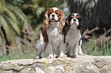 CAVALIER KING CHARLES 157